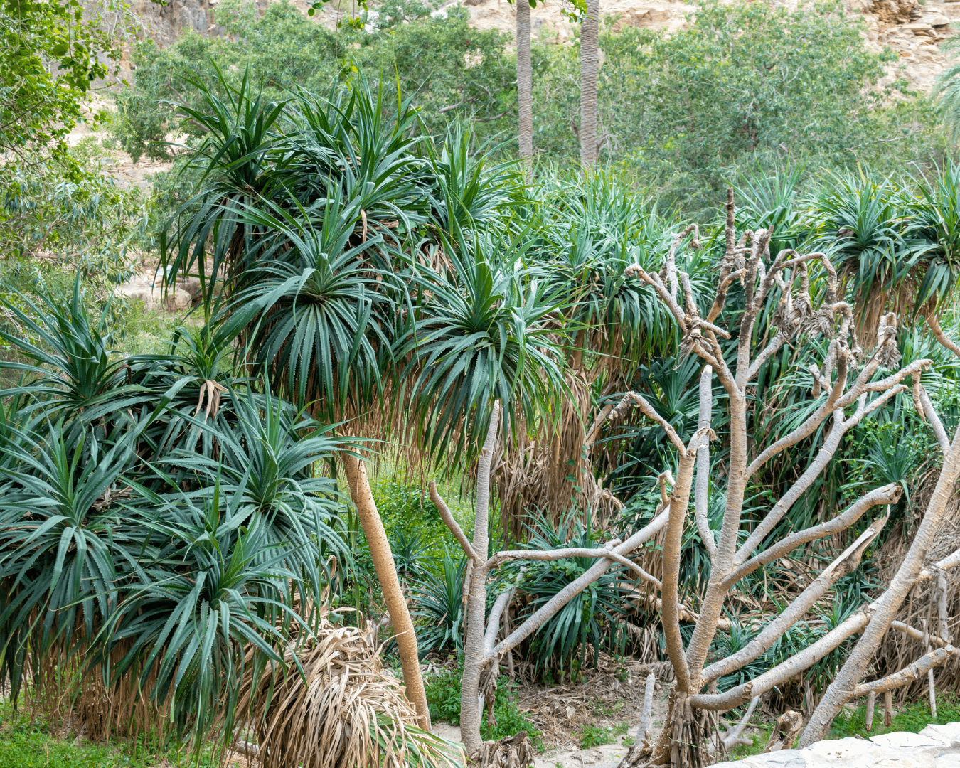 Une excursion au village patrimonial de Dhi Ain