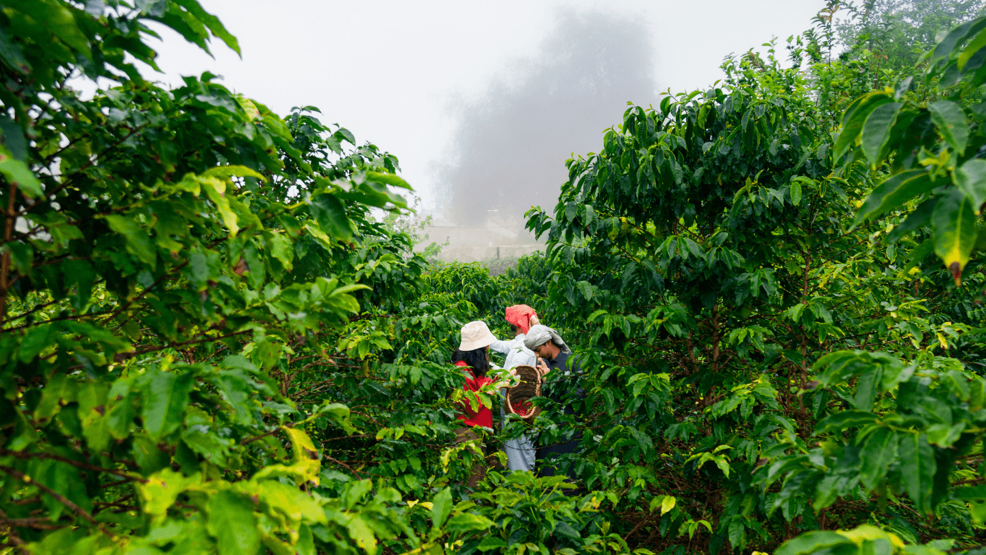 Randonnée dans un village mystérieux, visite d'une plantation de café et découverte de la cuisine locale