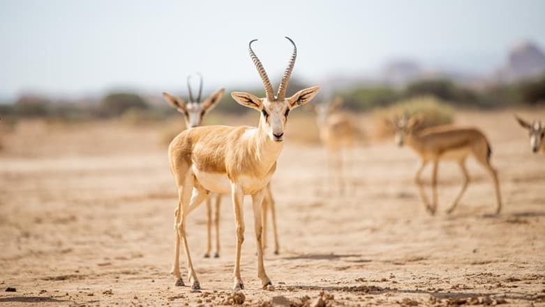 Excursion en faune et flore à Al-Hajar
