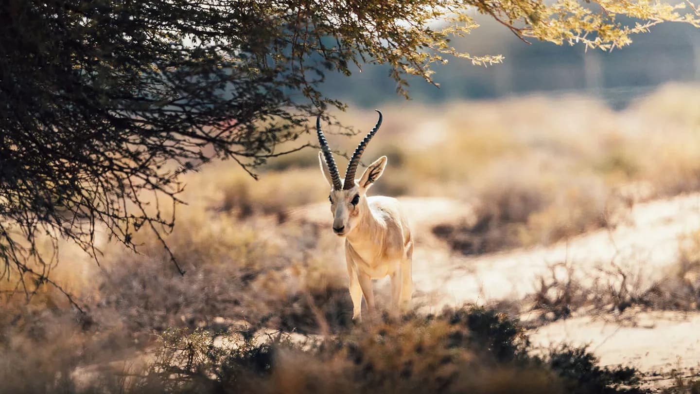 Excursion en faune et flore à Al-Hajar