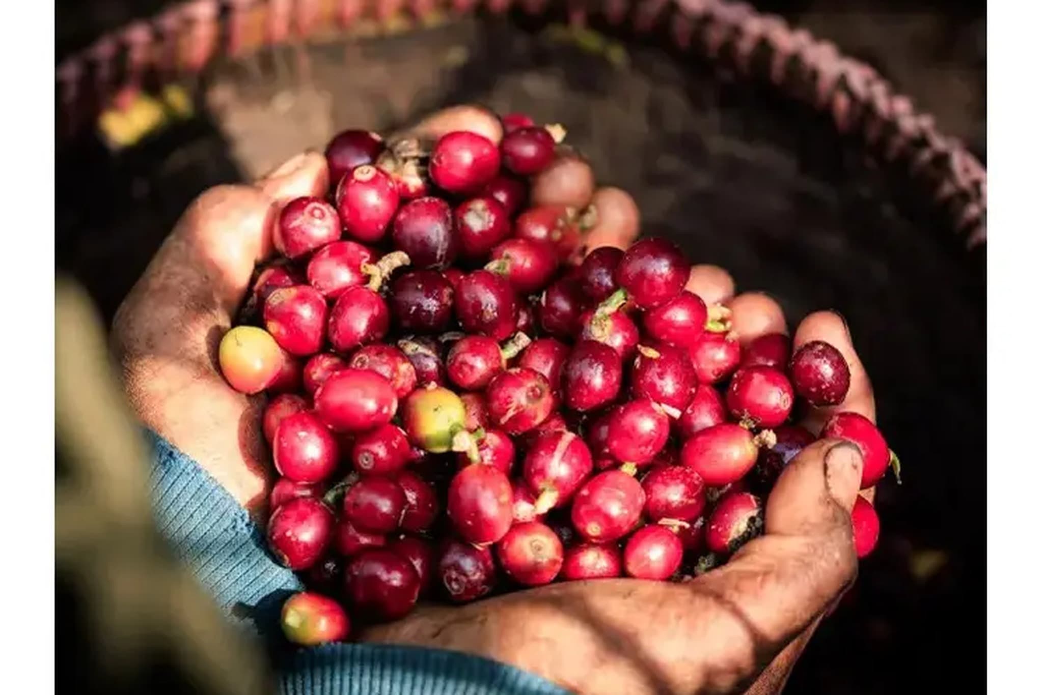 Expérience de visite des fermes de café Asiri à Rijal Almaa