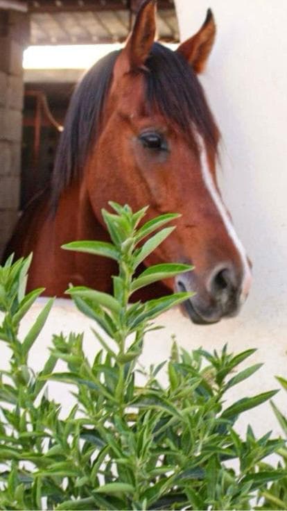 Découvrez l'équitation au centre équestre Fal Al Ezz.
