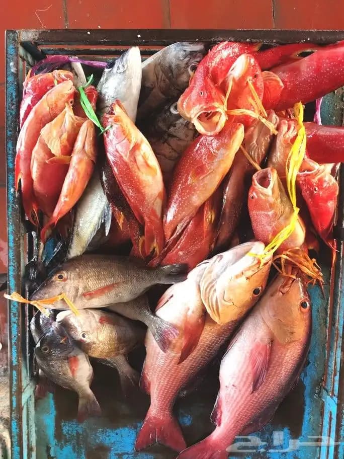 Une excursion de pêche en bateau au milieu de la mer Rouge