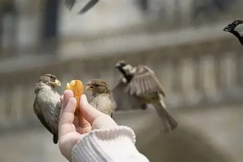 Nourrir les cerfs et les oiseaux